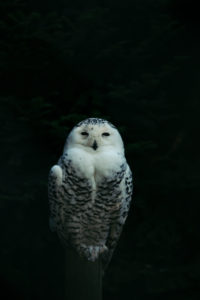 Snowy owl at night, close-up, Bubo scandiacus Snowy owl at night, close-up, Bubo scandiacus